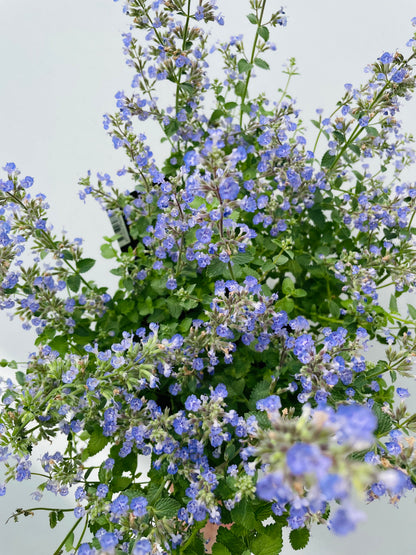 Bilde av Nepeta f. ‘Purrsian Blue’-Spanne Plantesalg
