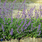 Bilde av Nepeta 'Walker's Low'-Spanne Plantesalg