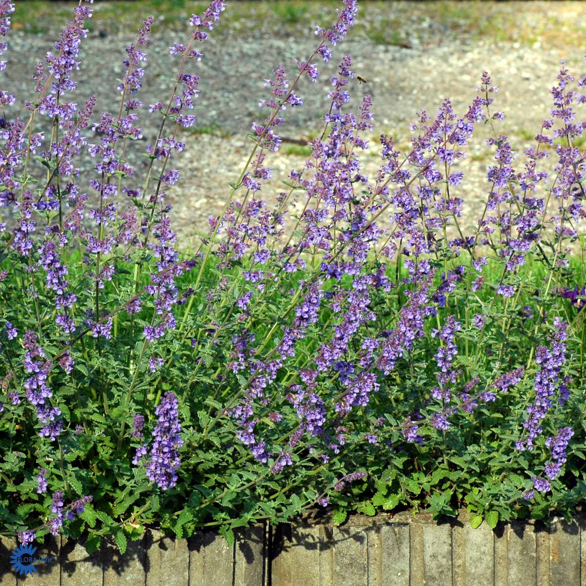 Bilde av Nepeta 'Walker's Low'-Spanne Plantesalg