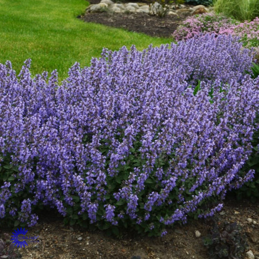 Bilde av Nepeta faassenii Purrsian Blue-Spanne Plantesalg