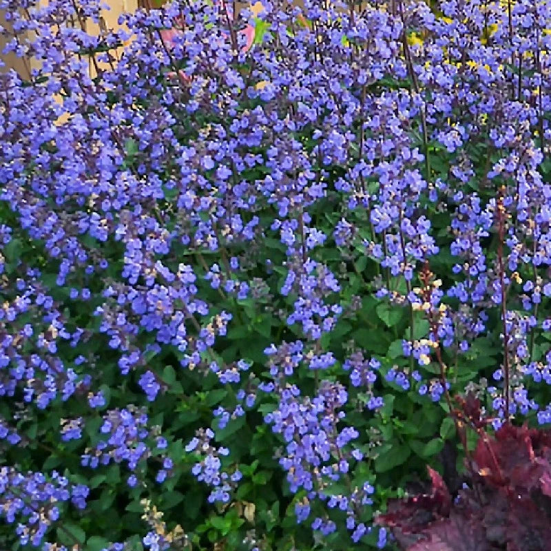 Bilde av Nepeta purrisan Blue-Spanne Plantesalg