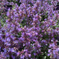 Bilde av Nepeta faassenii Purrsian Blue-Spanne Plantesalg