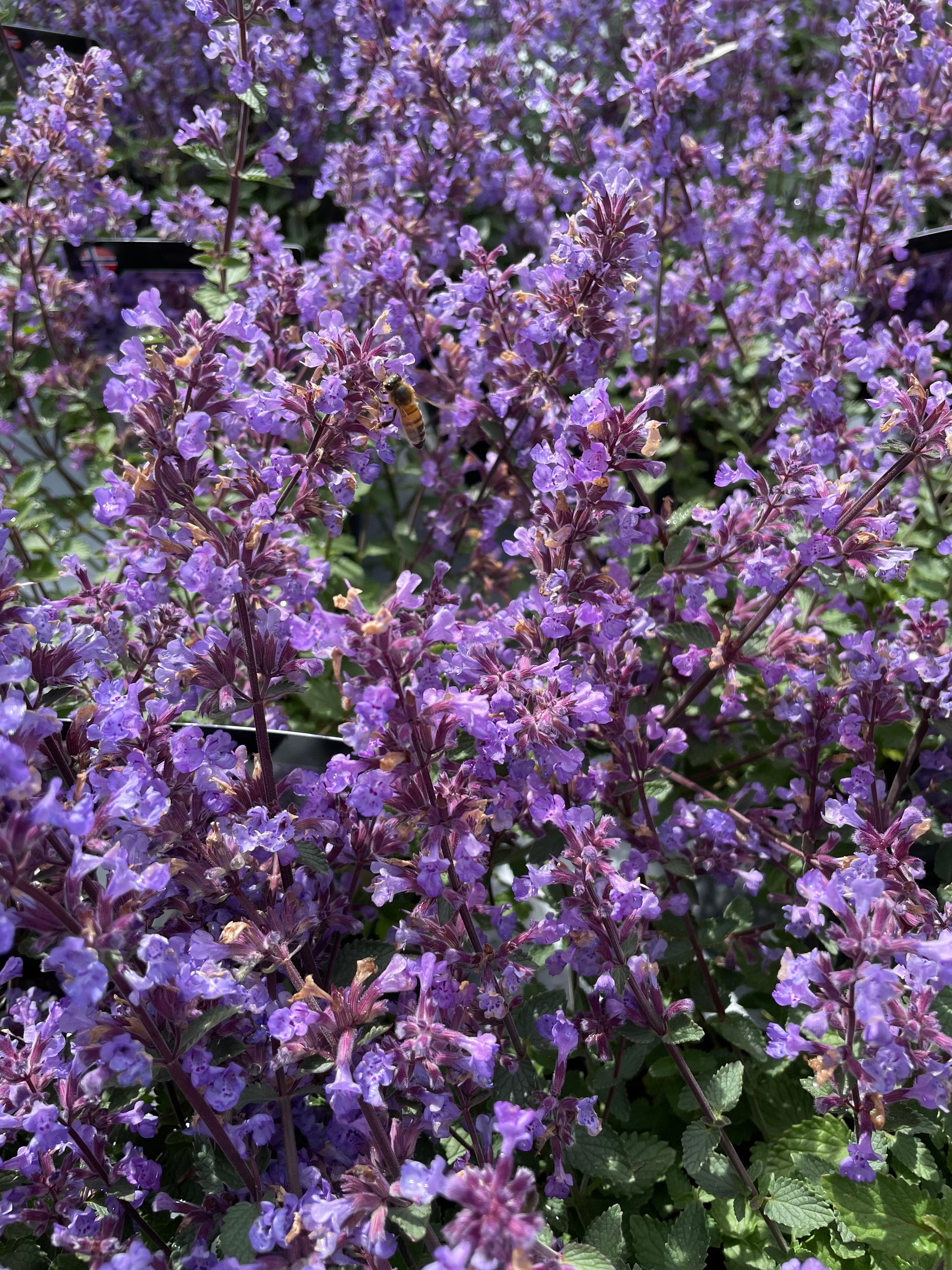 Bilde av Nepeta faassenii Purrsian Blue-Spanne Plantesalg