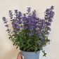 Bilde av Nepeta 'Purssian Blue'-Spanne Plantesalg