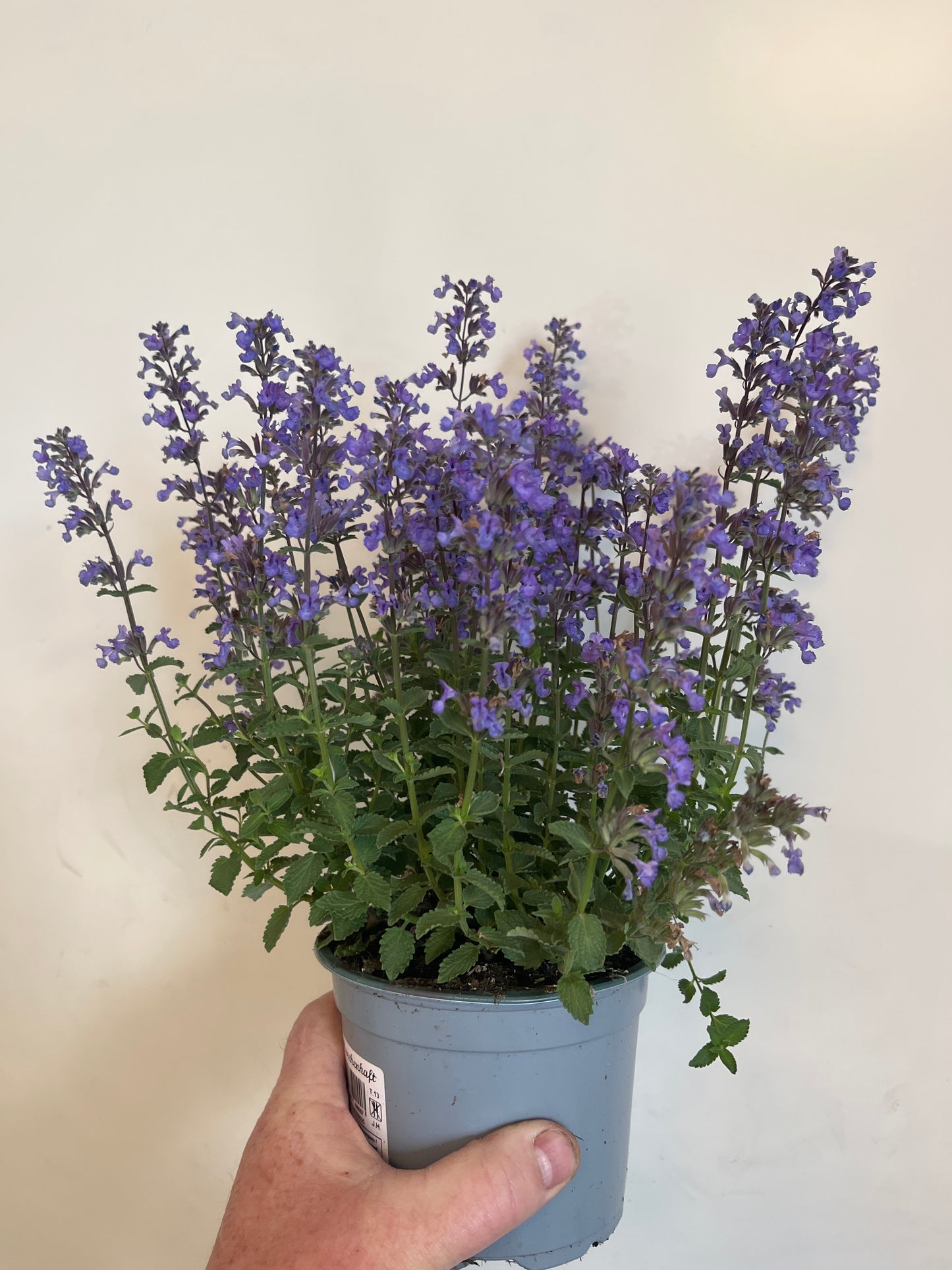 Bilde av Nepeta 'Purssian Blue'-Spanne Plantesalg