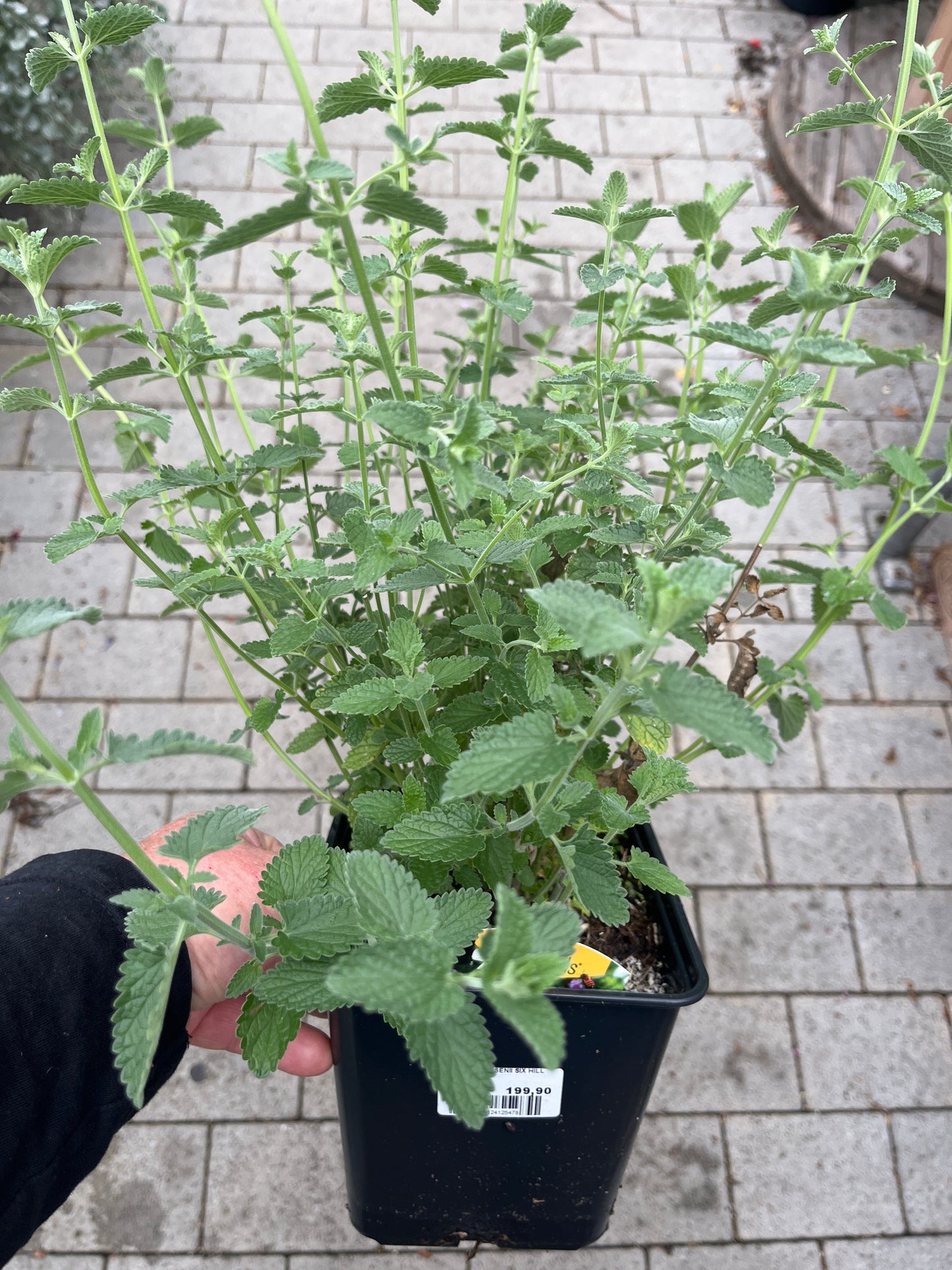 Bilde av NEPETA FAASSENII SIX HILL GIANT-Spanne Plantesalg