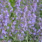 Bilde av NEPETA FAASSENII SIX HILL GIANT-Spanne Plantesalg