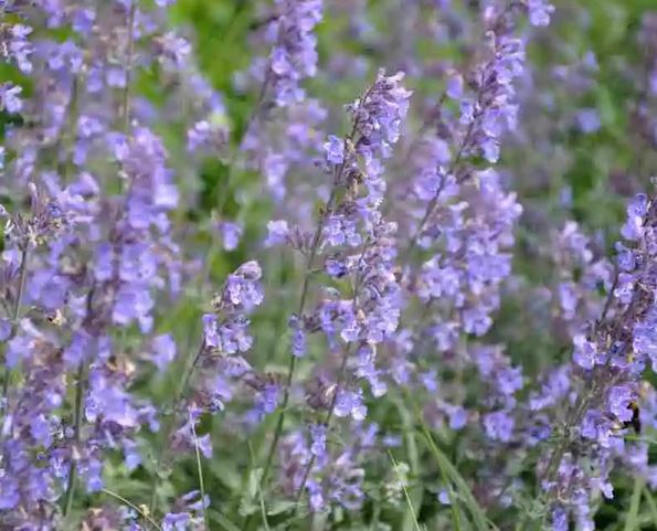Bilde av NEPETA FAASSENII SIX HILL GIANT-Spanne Plantesalg