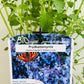 Bilde av Nepeta 'Walker's Low'-Spanne Plantesalg
