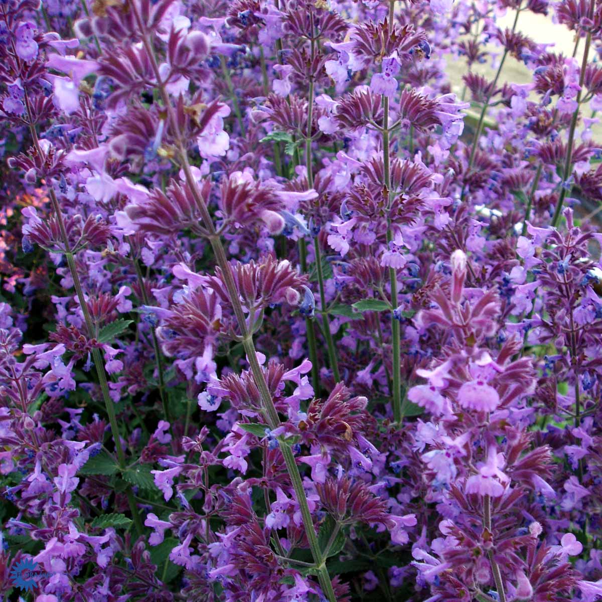 Bilde av Nepeta 'Walker's Low'-Spanne Plantesalg