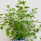 Bilde av Nepeta 'Walker's Low'-Spanne Plantesalg