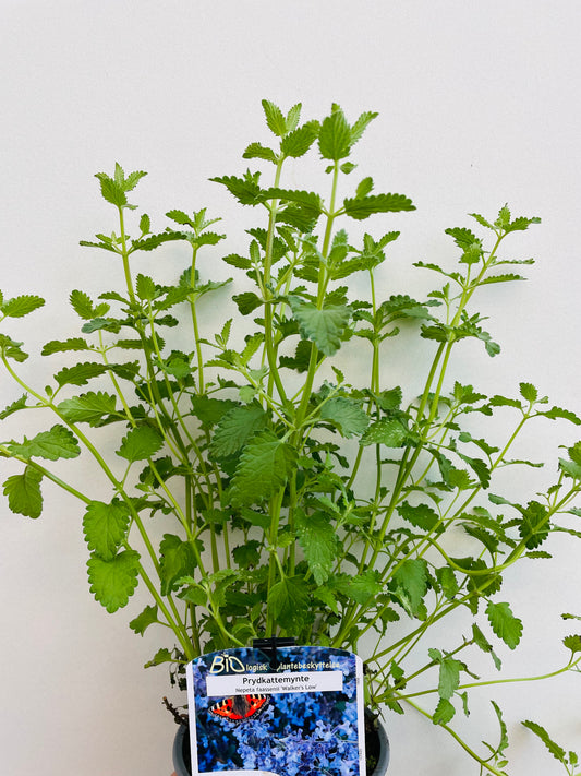 Bilde av Nepeta 'Walker's Low'-Spanne Plantesalg