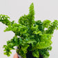 Bilde av Nephrolepsis exaltata ‘Emina’-Spanne Plantesalg