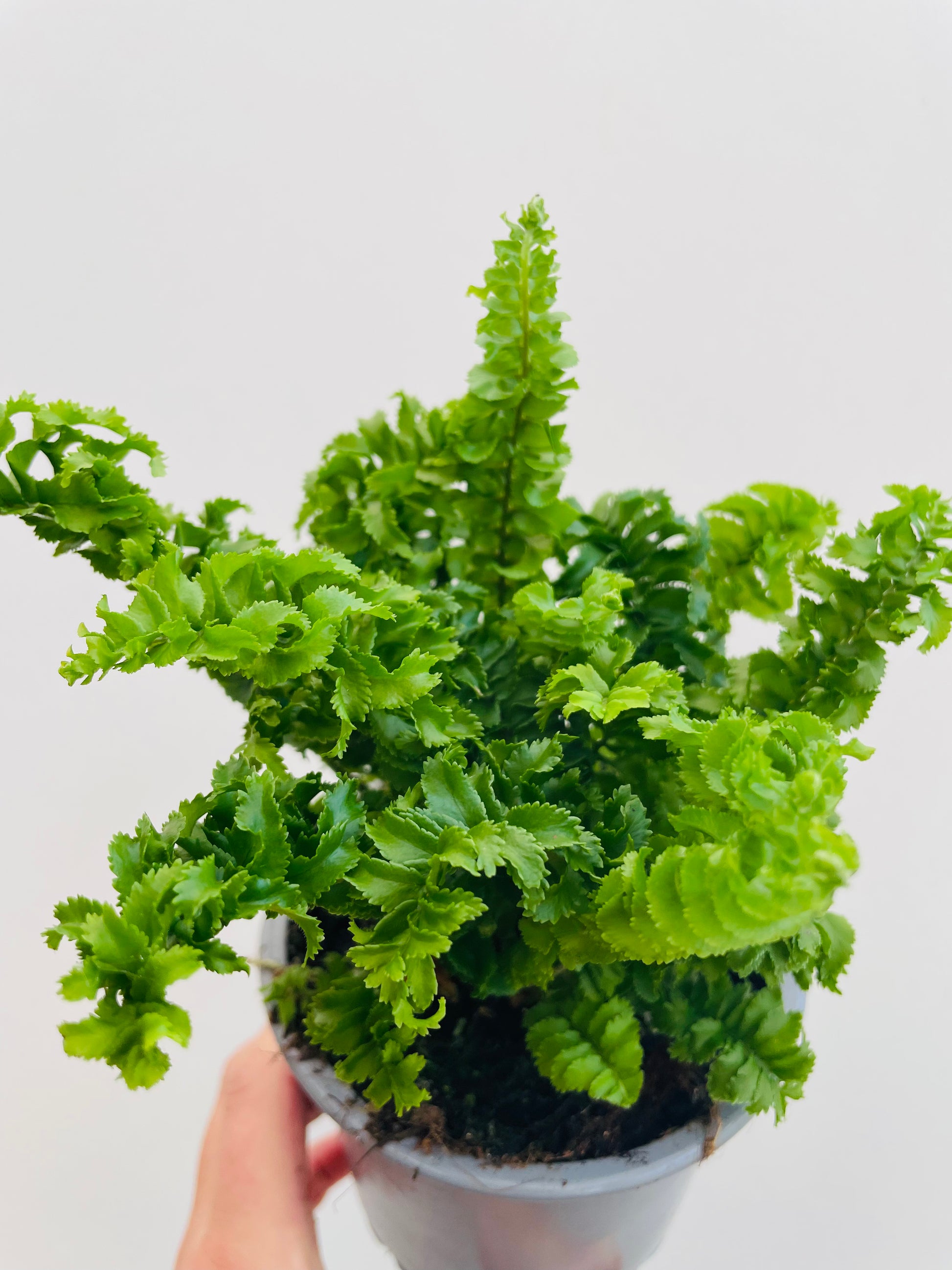 Bilde av Nephrolepsis exaltata ‘Emina’-Spanne Plantesalg