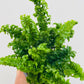 Bilde av Nephrolepsis exaltata ‘Emina’-Spanne Plantesalg