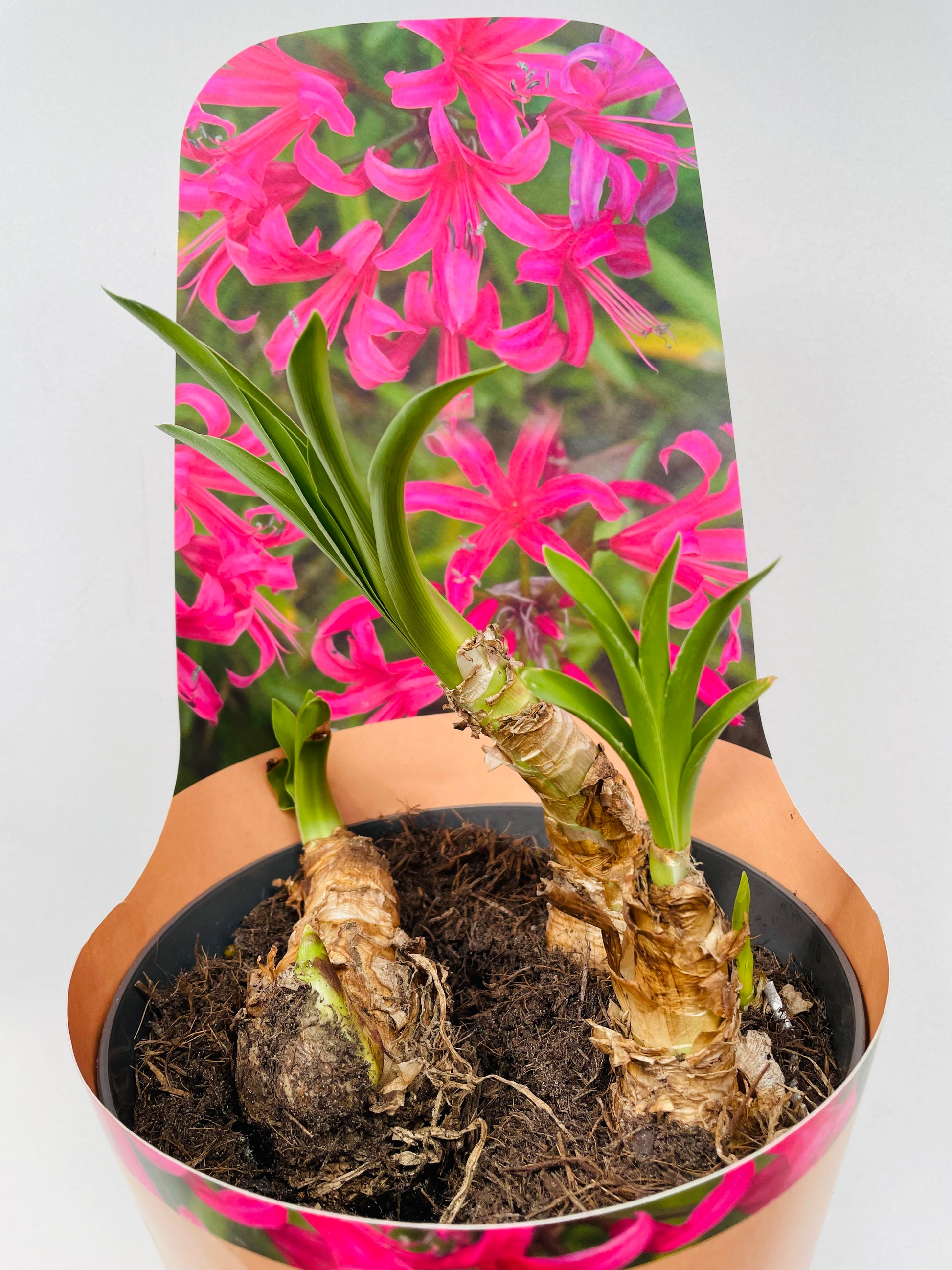 Bilde av Nerine Bowdenii-Spanne Plantesalg