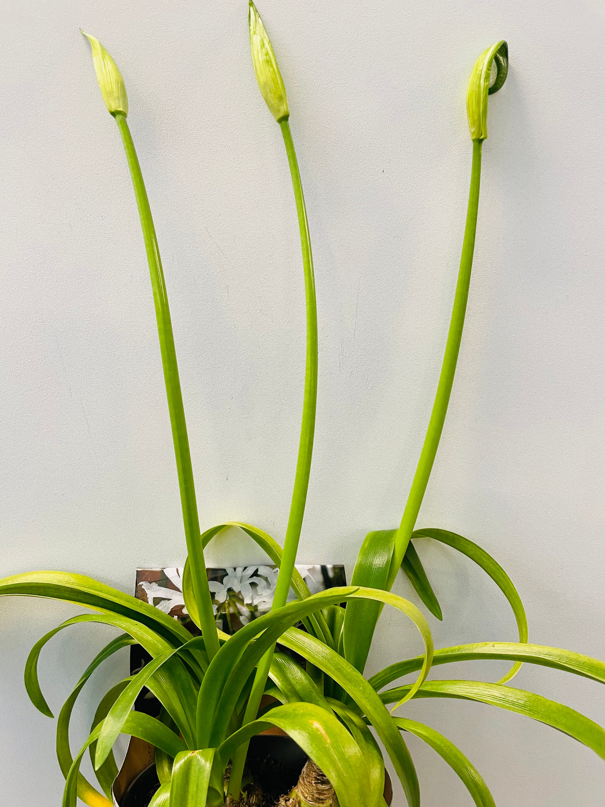 Bilde av Nerine bowdenii hvit-Spanne Plantesalg