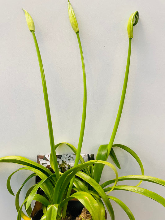 Bilde av Nerine bowdenii hvit-Spanne Plantesalg