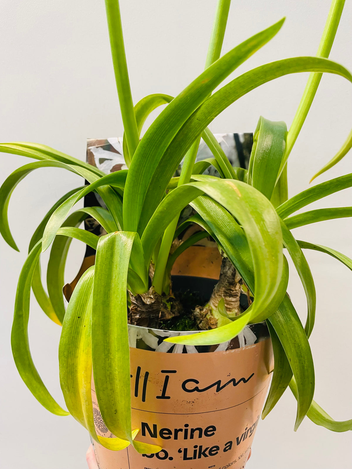 Bilde av Nerine bowdenii hvit-Spanne Plantesalg