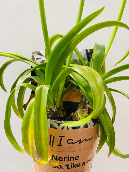 Bilde av Nerine bowdenii hvit-Spanne Plantesalg