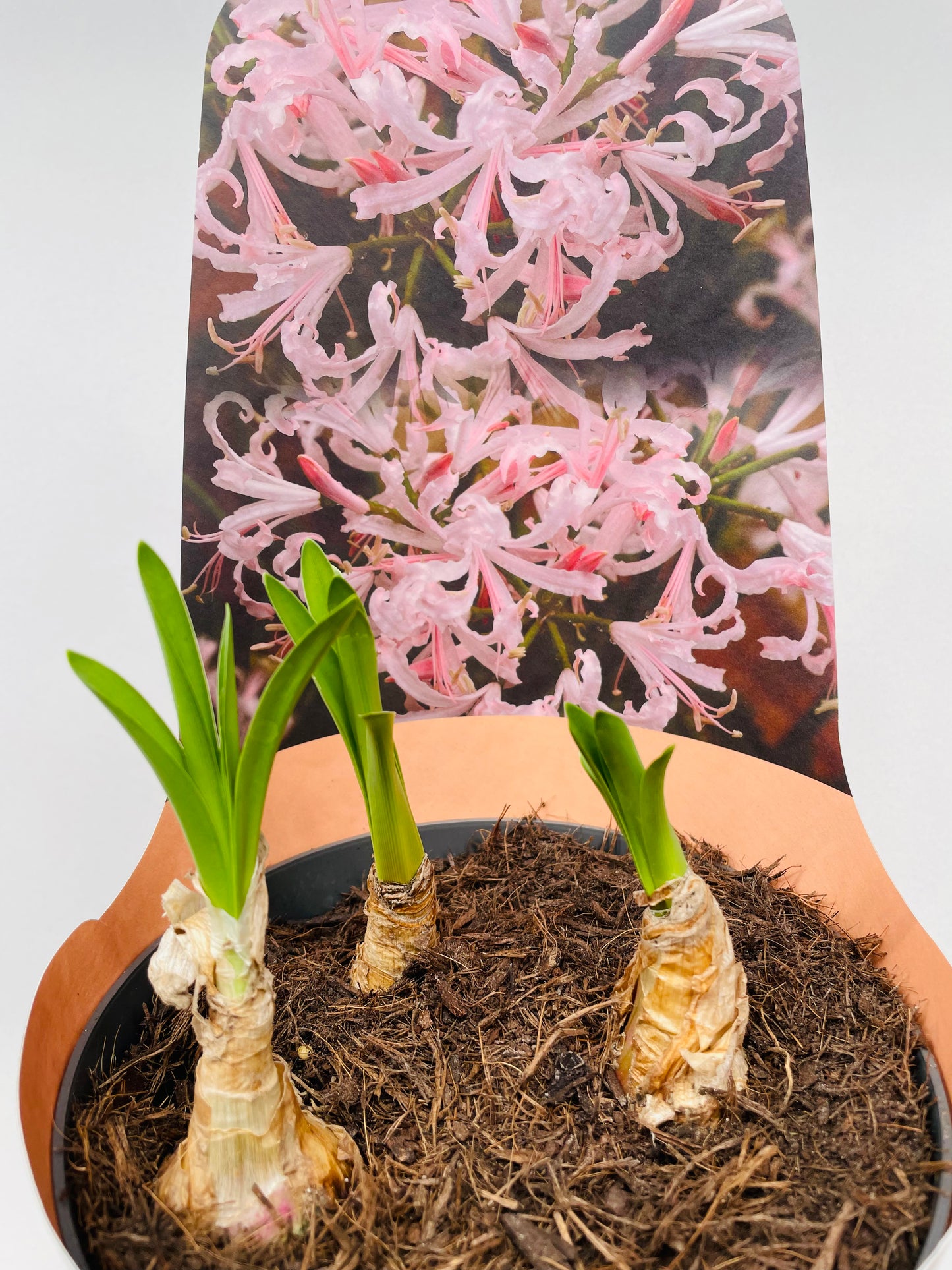 Bilde av Nerine Bowdenii-Spanne Plantesalg