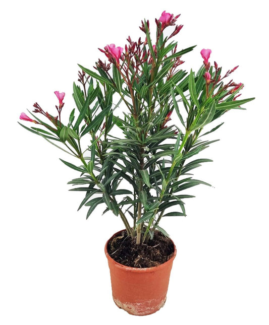 Bilde av Nerium oleander-Spanne Plantesalg