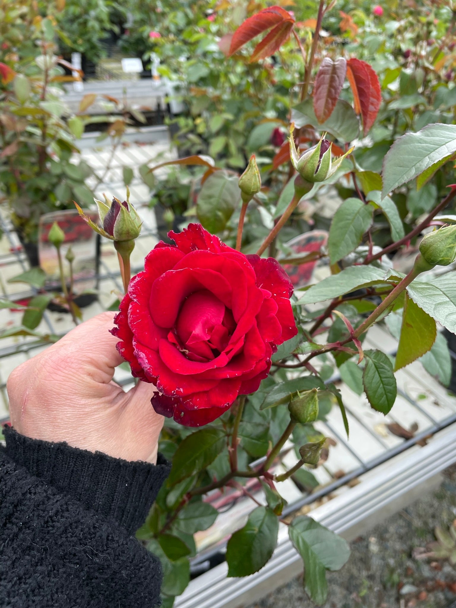 Bilde av Nina Weibull-Spanne Plantesalg