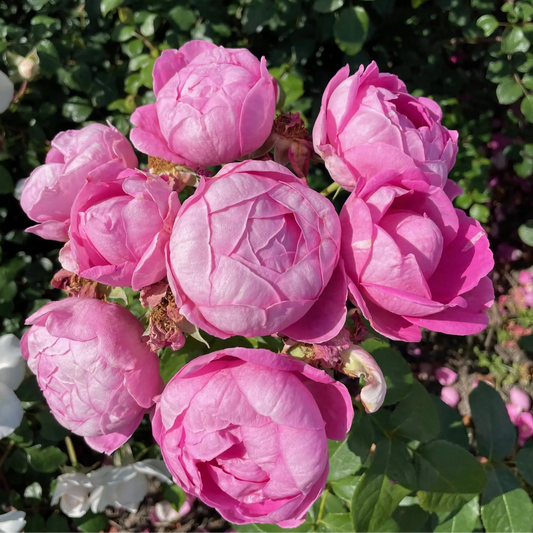 Bilde av 'Norwegian Girl'™ Plant´n Relax®-Spanne Plantesalg