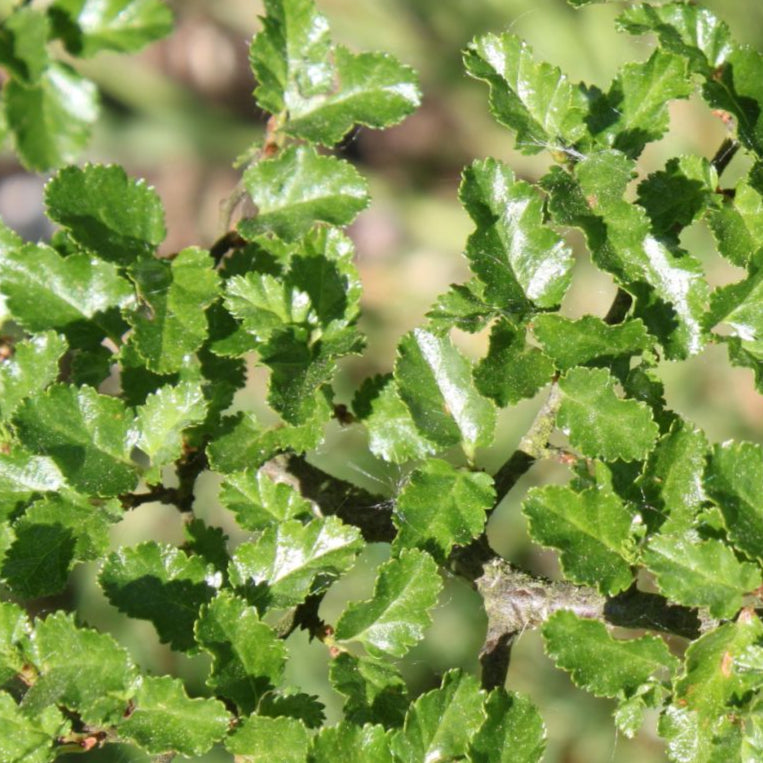 Bilde av Nothofagus antarctica 100-125cm-Spanne Plantesalg