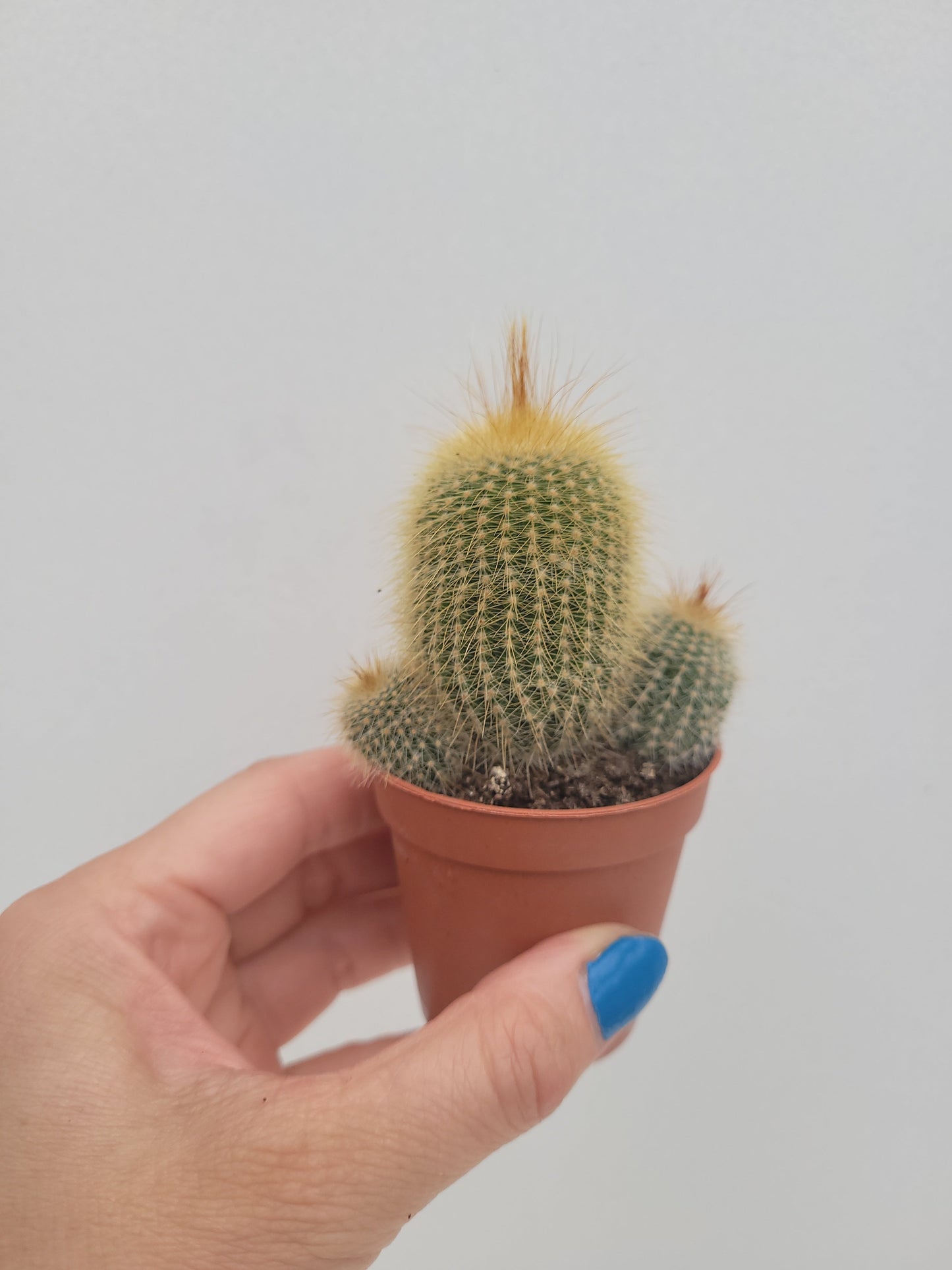 Bilde av Notocactus leninghausii 5 cm potte-Spanne Plantesalg