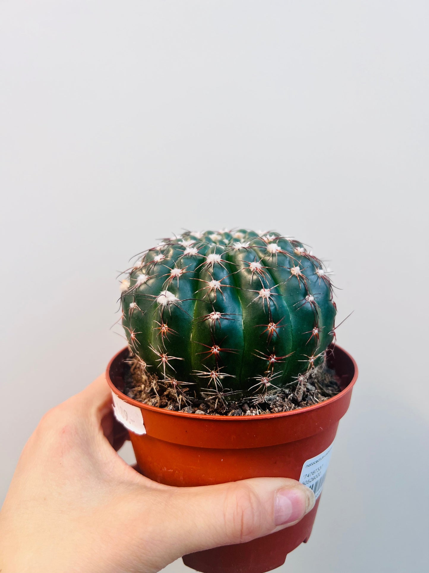 Bilde av Notocactus uebelmanianus 10 cm potte-Spanne Plantesalg