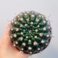 Bilde av Notocactus uebelmanianus 10 cm potte-Spanne Plantesalg