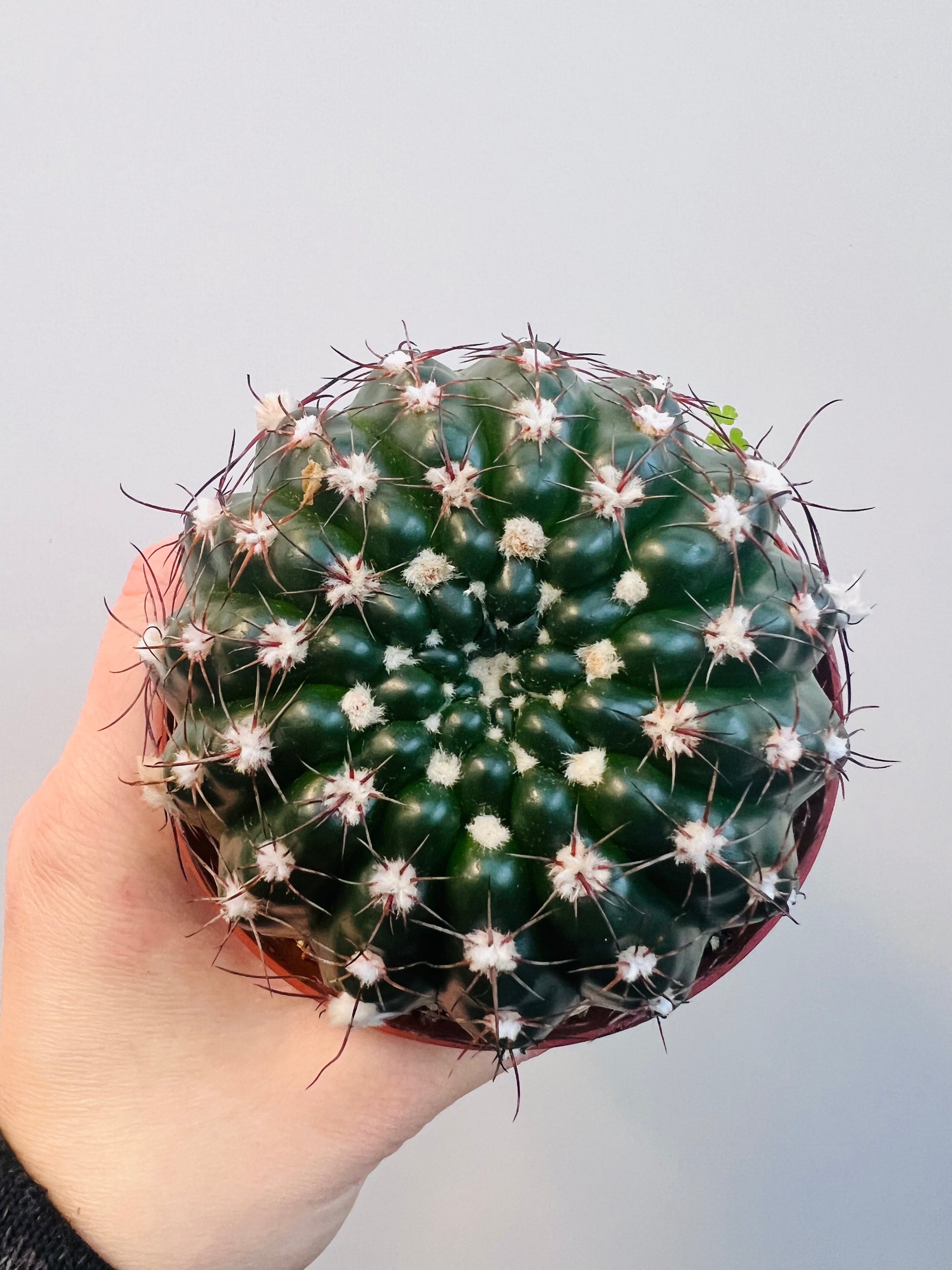 Bilde av Notocactus uebelmanianus 10 cm potte-Spanne Plantesalg