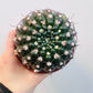 Bilde av Notocactus uebelmanianus 10 cm potte-Spanne Plantesalg