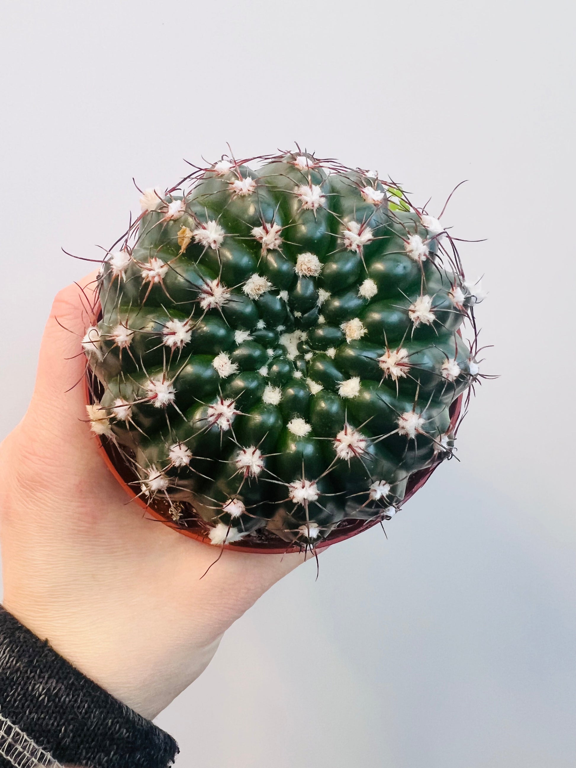 Bilde av Notocactus uebelmanianus 10 cm potte-Spanne Plantesalg