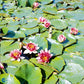 Bilde av Nymphaea 'Attraction'-Spanne Plantesalg