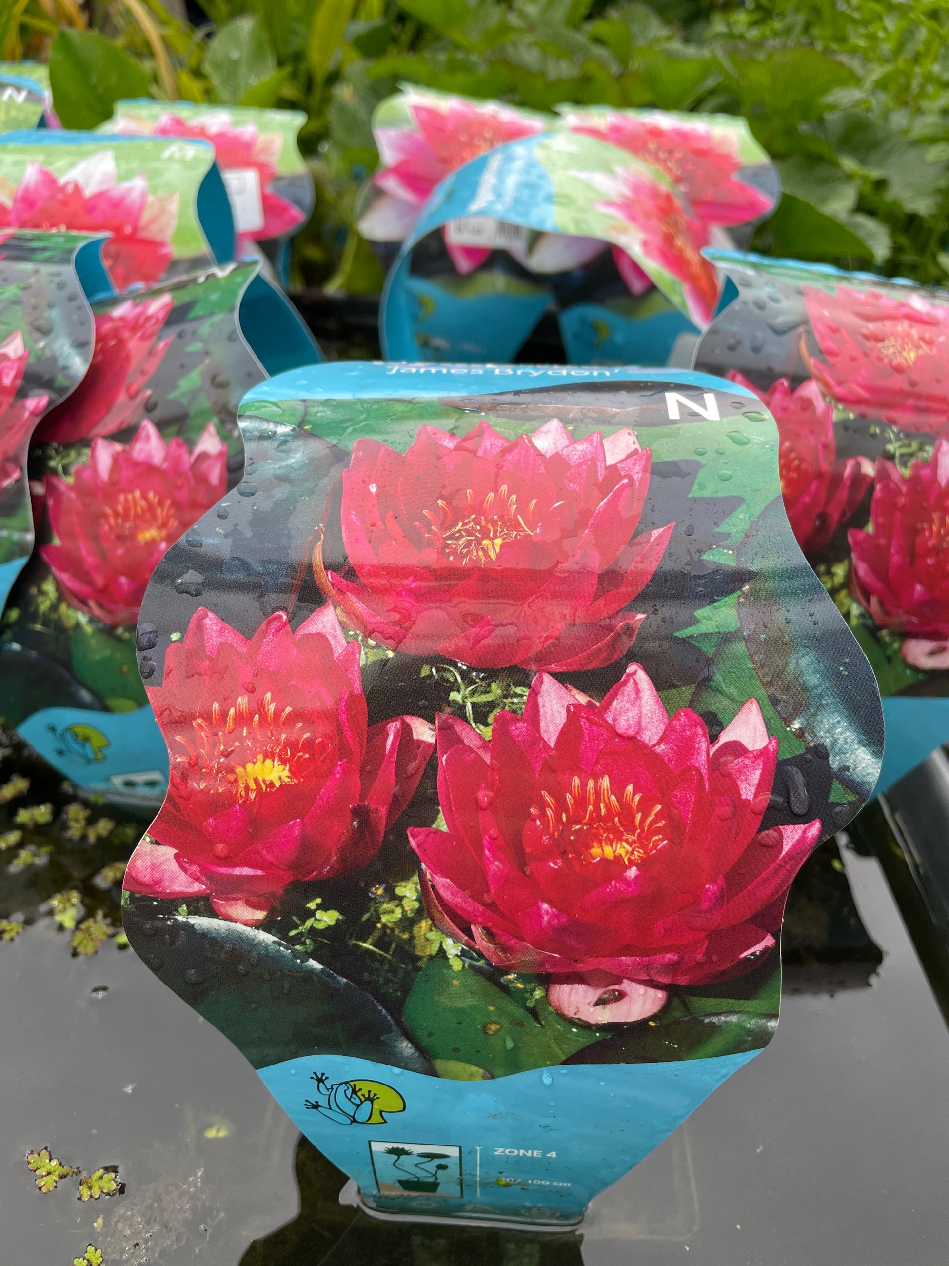 Bilde av Nymphaea James Brydon-Spanne Plantesalg