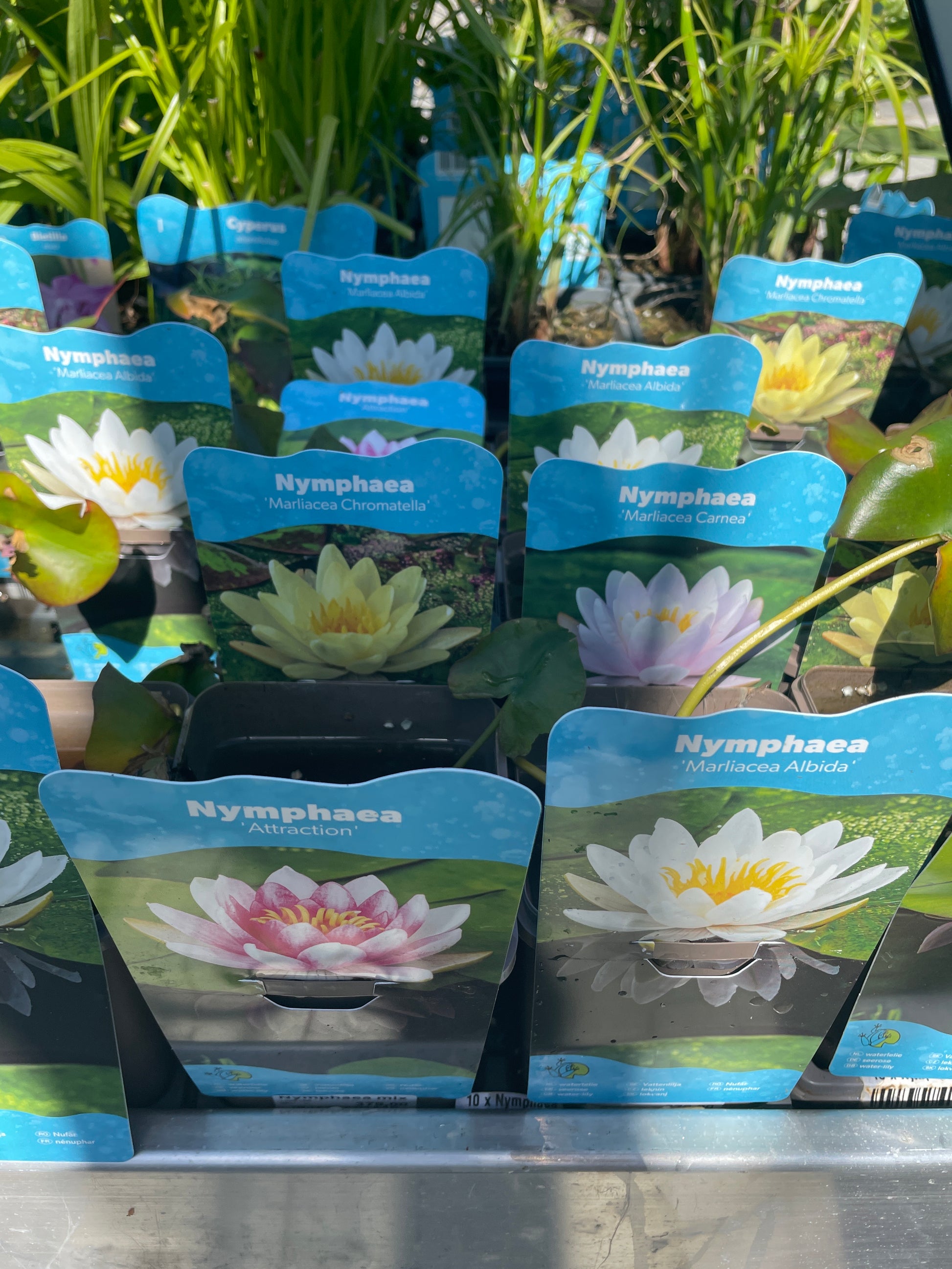 Bilde av Nymphaea mix-Spanne Plantesalg
