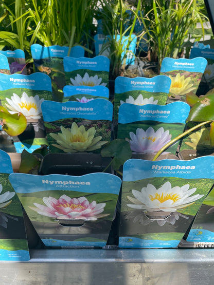 Bilde av Nymphaea mix-Spanne Plantesalg