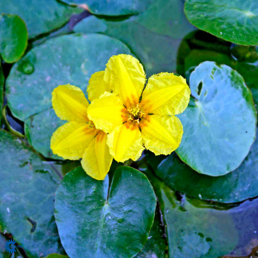 Bilde av Nymphoides Peltata 11*11-Spanne Plantesalg