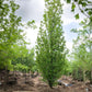 Bilde av Quercus x warei 'Regal Prince'-Spanne Plantesalg