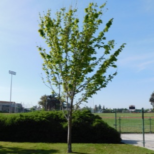 Bilde av Acer rubrum 'October Glory'-Spanne Plantesalg