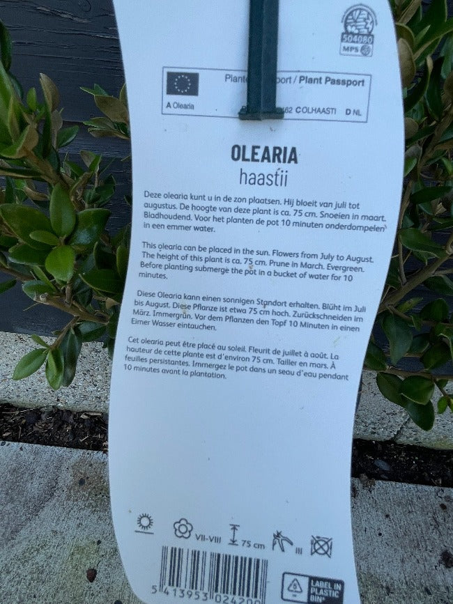 Bilde av Olearia haastii-Spanne Plantesalg