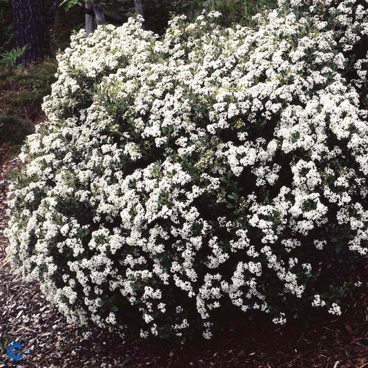Bilde av Olearia haastii-Spanne Plantesalg