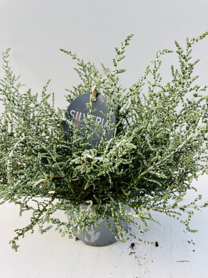 Bilde av Olearia Silveria-Spanne Plantesalg