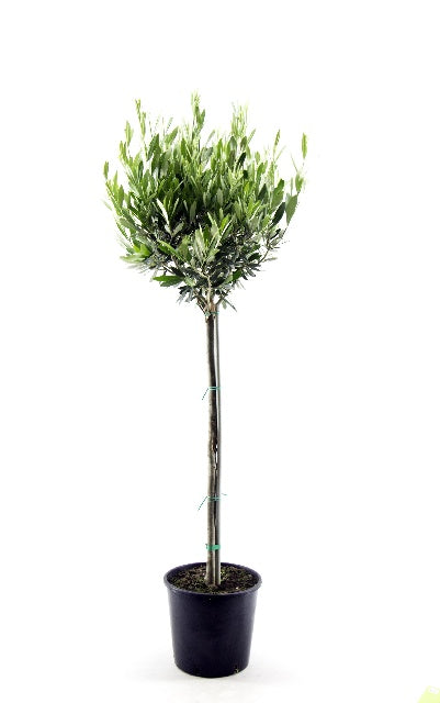 Bilde av Oliven På Stamme Str 20Cm-Spanne Plantesalg