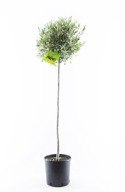 Bilde av Oliven På Stamme.-Spanne Plantesalg