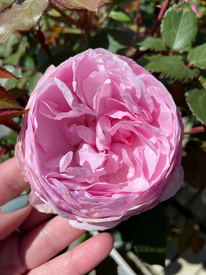 Bilde av Olivia Rose Austin, David Austin Roses-Spanne Plantesalg