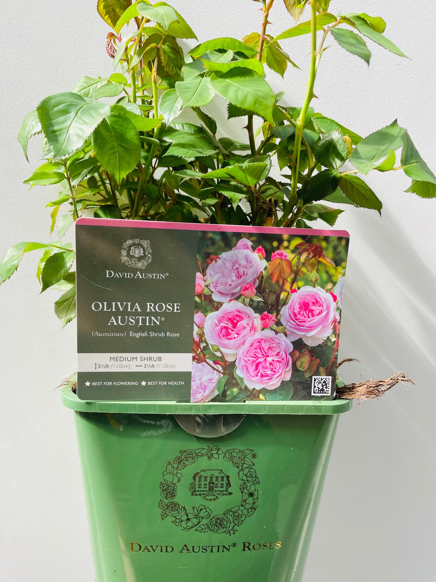 Bilde av Olivia Rose Austin, David Austin Roses-Spanne Plantesalg