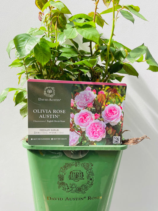 Bilde av Olivia Rose Austin, David Austin Roses-Spanne Plantesalg